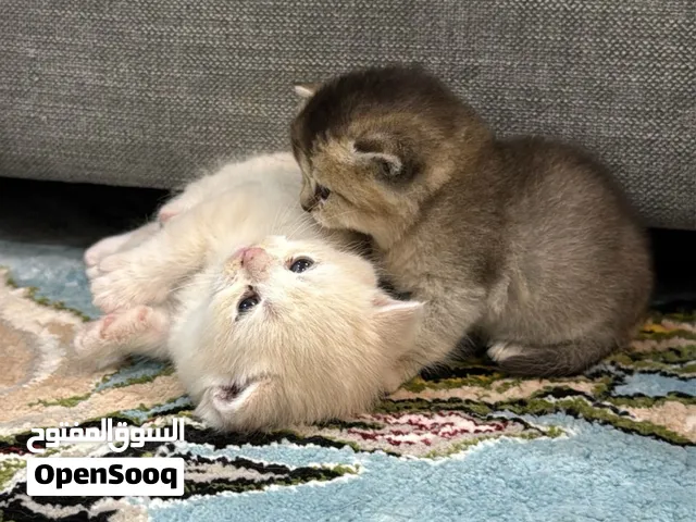 كيتن ( للحجز )