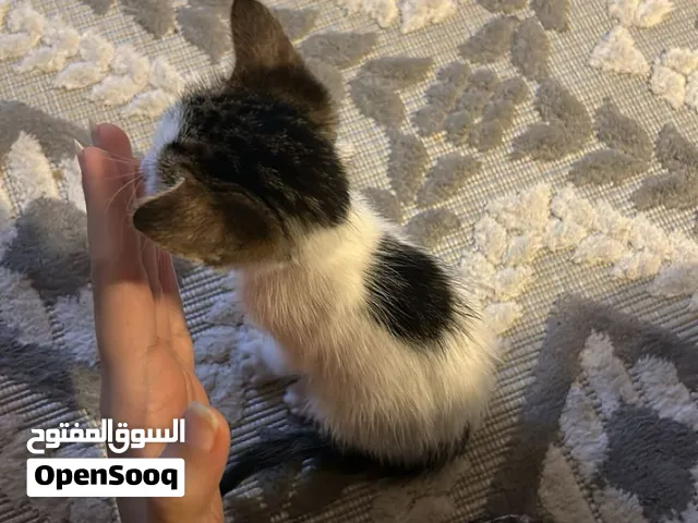 بسه للتنبي قبل امي ترميها علي