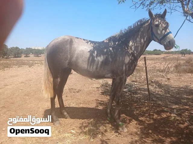 فرس للبيع.