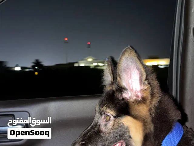 كلب جيرمن العمر 3 شهور