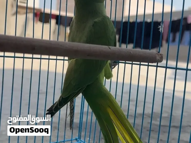 للبيع متوة اليفة شوي
