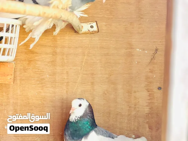 زوز كوبيات هزازات تحتهم 4دحيات الباقي في الوصف