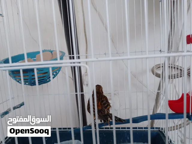 طيور كناري حبات نظيفه وألوان صافيه للبيع كاملين بدون اختيار بسبب السفر