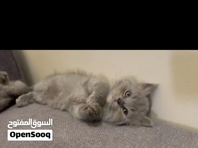 كيتن سكوتش مميز