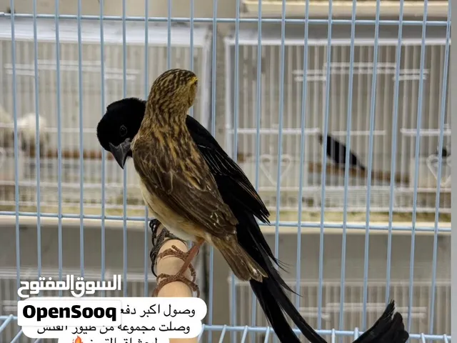 وصول أكبر دفعه ف عمان من الفنشات و بغبغاوات