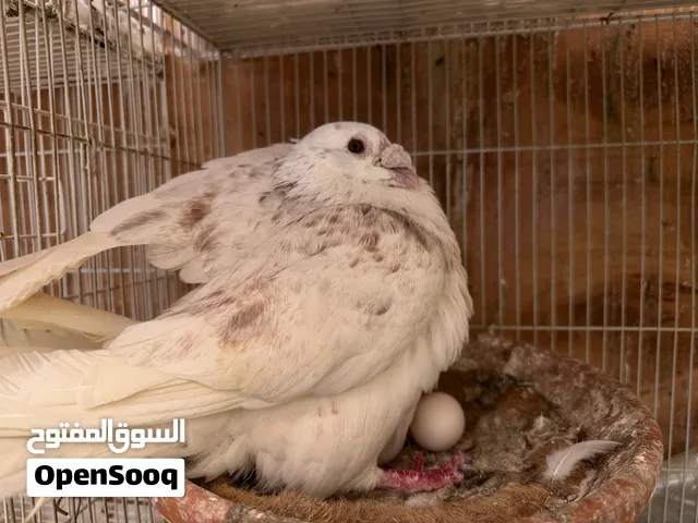 زوج زاجل للبيع racing pigeon for sale