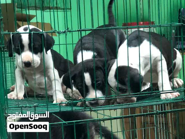 جراوي بولي بيور اكس لارچ