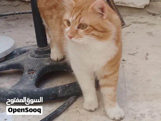 قط للتبني ذكر عمرو 6شهور ونص