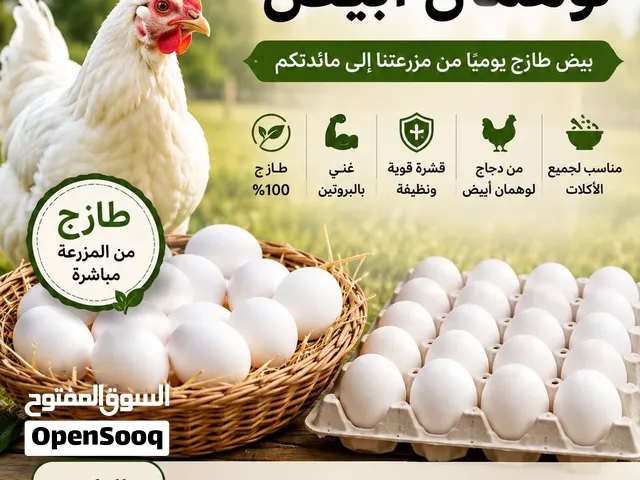 بيض دجاج من نوع الدجاج لوهمان أبيض
