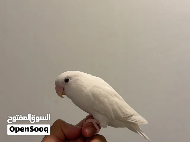 للبيع لوفبيرد ربوه قويه
