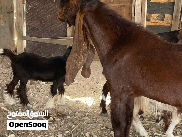 فحل حجازي عملاق  اصل ومستوى طيب جدا