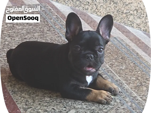 Female French bulldog 4000aed