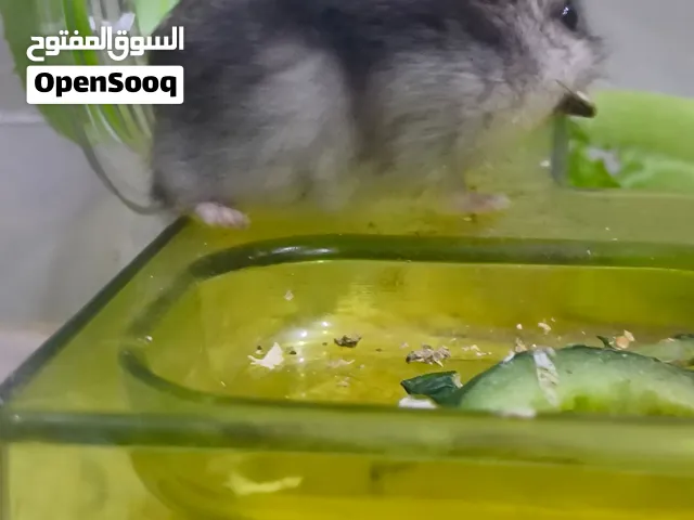 Russian winter white Hamster babies for sale