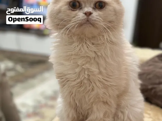 Persian Cat for free