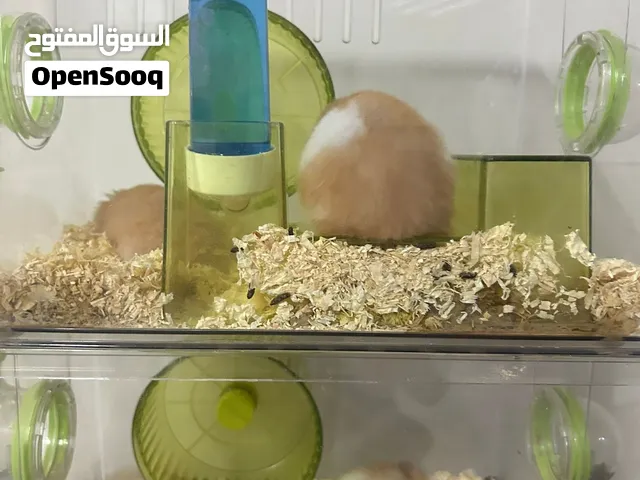 7 hamsters for sale each 3 omr