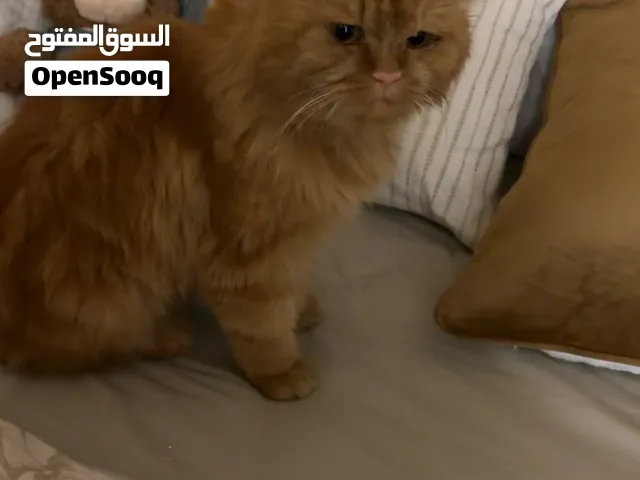 قطه انثى لتبني