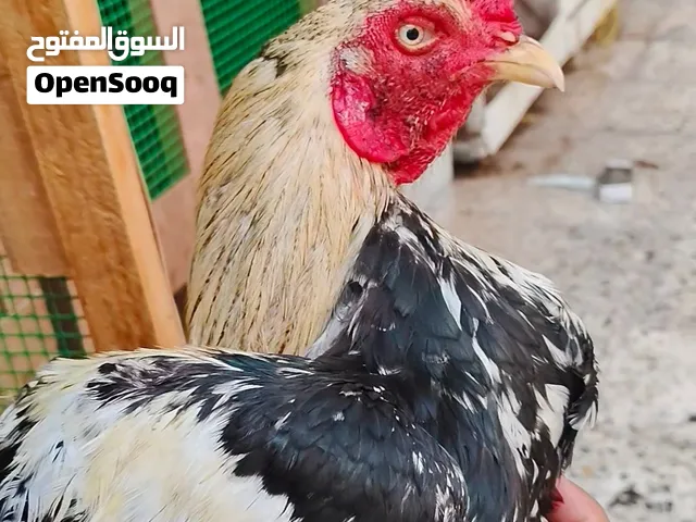 ديج باكستاني