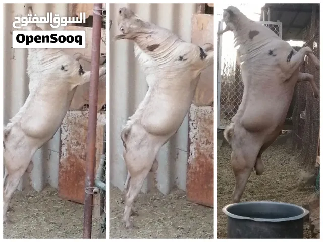 للبيع: فحل صلالي أصل صنف فاخر