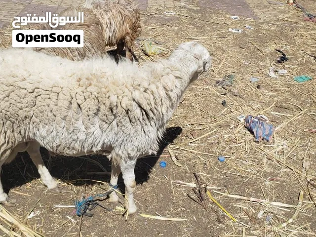 يوجد لدينا جميع انواع الاغنام المراعي البلدي ...الخولاني....المربايات بعنايه تامه
