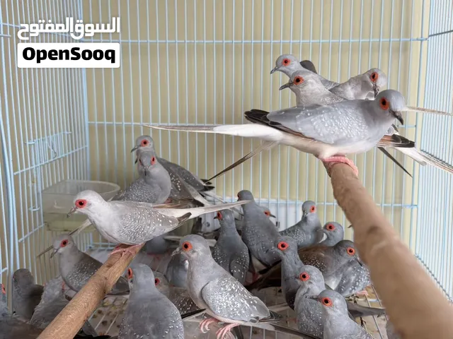 للبيع مجموعه طيور يمام (الوصف)