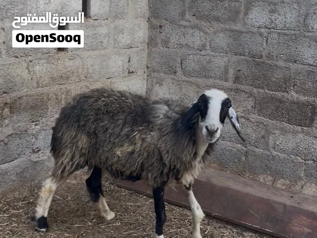 جاعده تهجين نعيمي نجدي ممتازه ل التربيه وضخمه مشاءالله