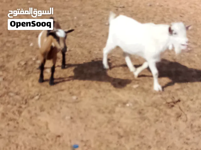 ماعزكردي عز الكسبه