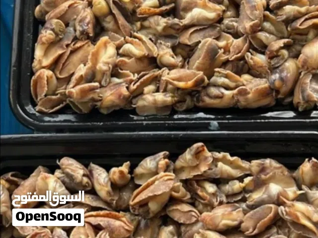 ماكولات بحريه سيفود سي فود لوبستر أخطبوط عظم الحبار دلوع ملاس حلزون