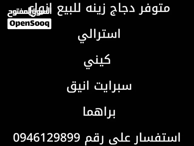 متوفر استرالي ابيض تلجي وليموني  سبرايت انيق لون بيج براهما زوز دجاجات دجاجه ليموني دجاجه ليوموني