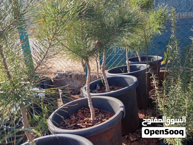 شجر صنوبر باكستاني وسرو ايطالي ثويا للبيع