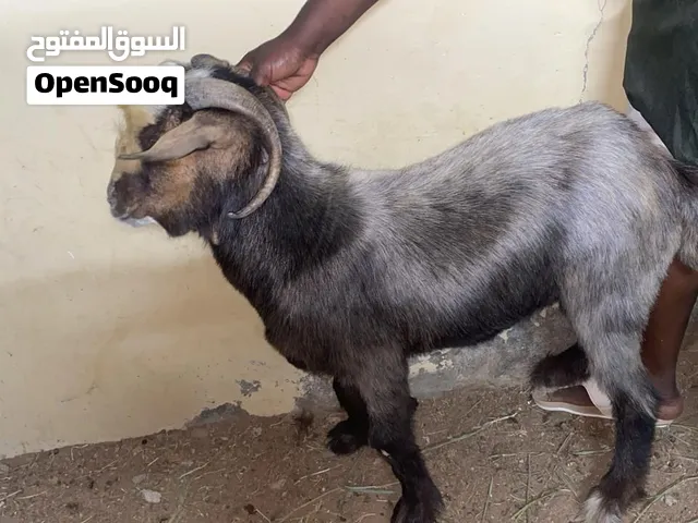 تيس فحل هادي