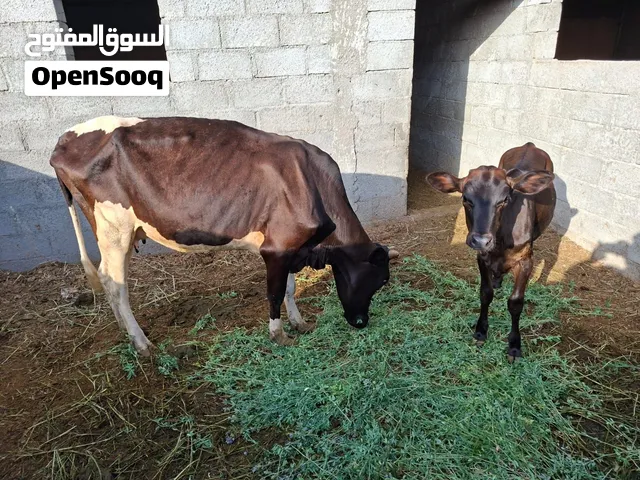 بيع ابقار  بصحة جيدة