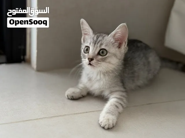 بيع قطه سكوتش