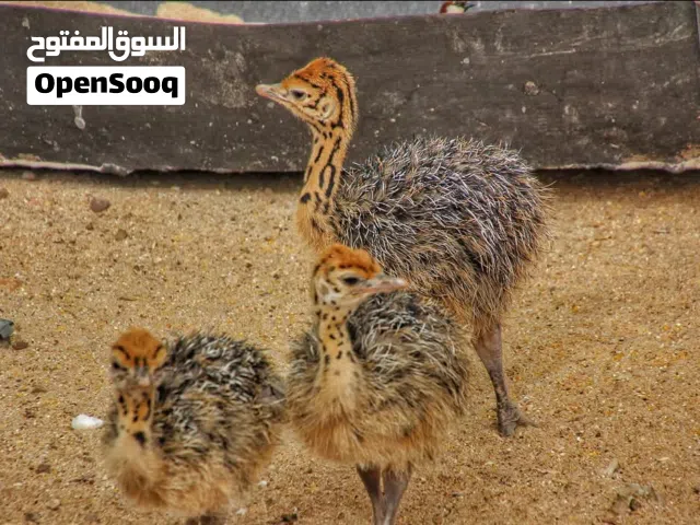نعام افريقي انتاج محلي