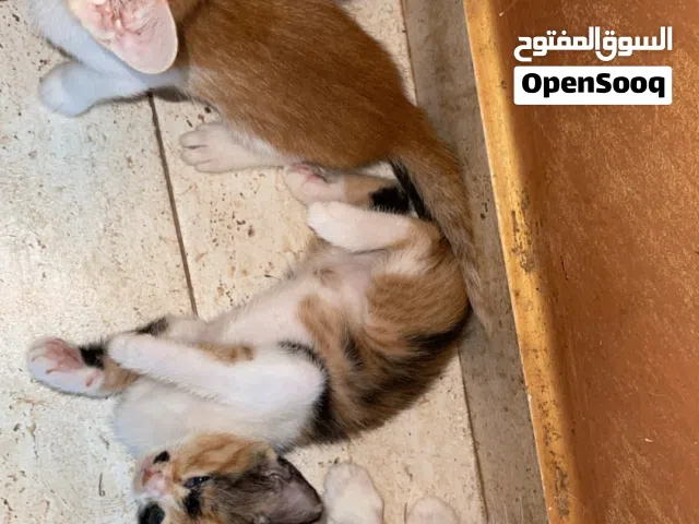 قطط للتبني في اريحا