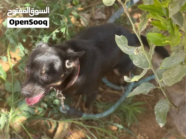 كلب شيواوة للبيع العمر 3شهور ونص