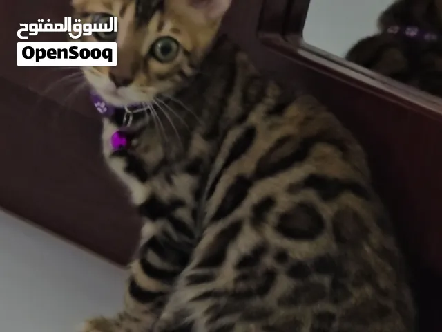 Pure Bengal Kittens