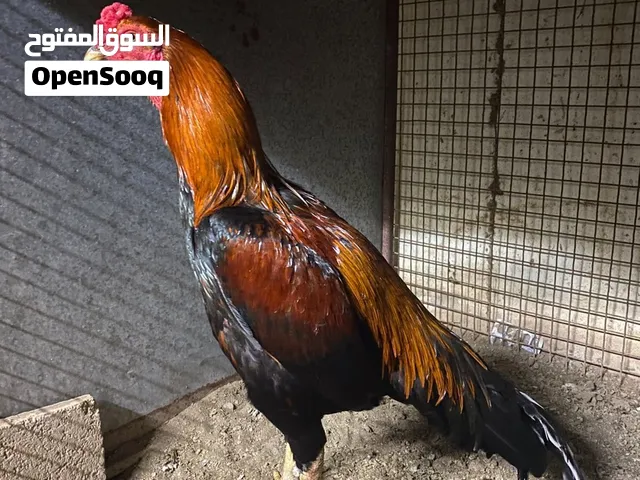 طير دبل بنجابي