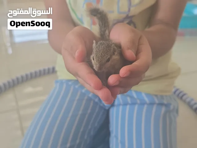 سنجاب بري اليف