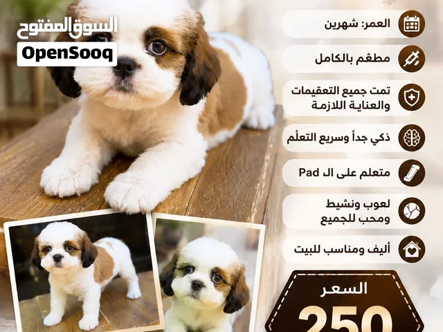 شيتزو ذكي جدا
