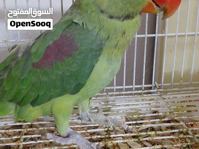 دره نيبالي اقرا الوصف كل التفاصيل كل شي مذكور