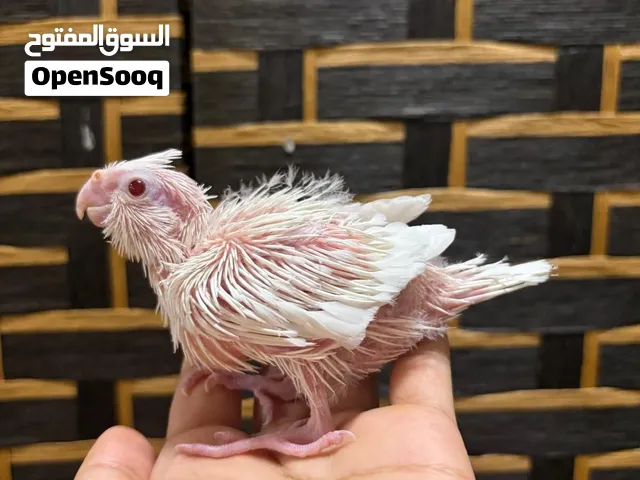 فرخ كوكتيل البينو سوبر جامبو
