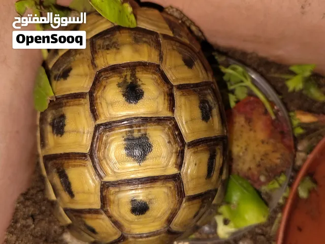 Greek tortoise