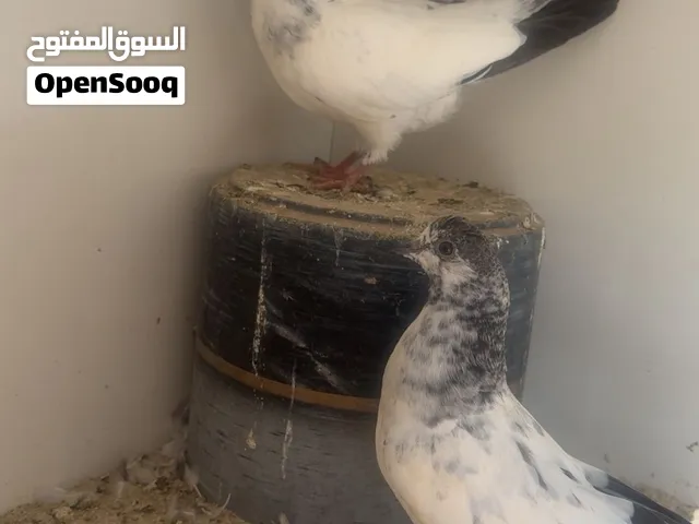 للبيع فروخ باتيراه فول صحه 500 قابل للتفاوض
