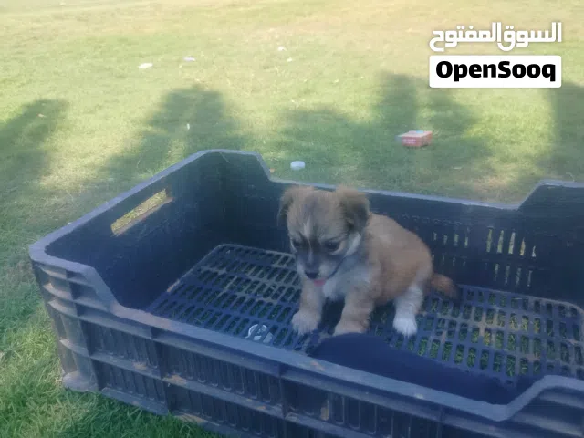 جراوي شيواوا العمر 6اسابيع صحة ونشاطة سلالة اصلية نوع اباتشي