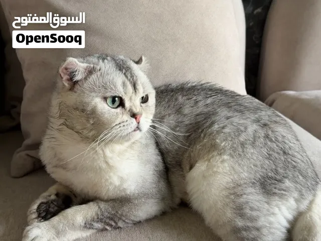 سكوتش فولد