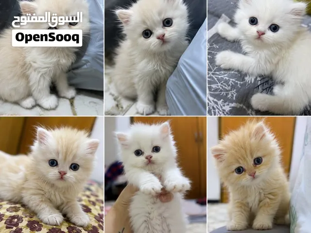 قطط شيرازي كيوت للبيع – عمر شهر ونص