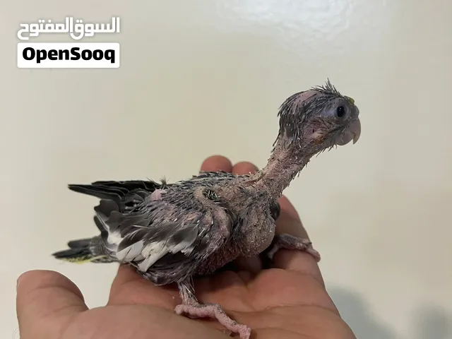 فرخ كوكتيل نورمل جري