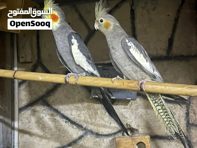 السلام عليكم متاح كوبيه كوكتيل الله يبارك مكان مصراته للبيع او تبدل بي جوز روز يكون تحته فروخ