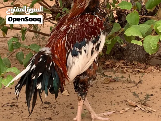 ديك باكستاني