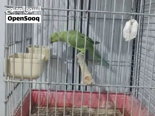 ببغاء درة متكلم بطلاقة عربي انجليزي . مع قفص كاسكو كبير بابين غير المعروض فيه مع كامل اغراضه جميل جد